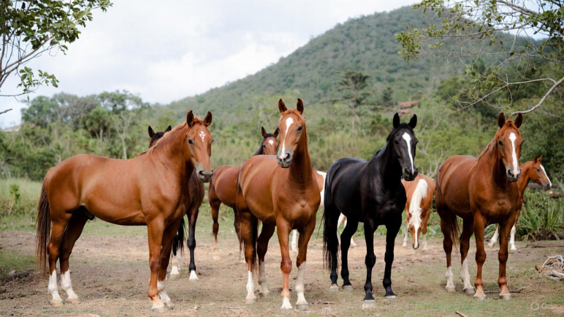 Para Aldo Vendramin, cavalos crioulos destacam-se pela seleção criteriosa e resultados consistentes nas pistas.