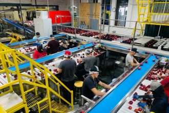Trabalhadores organizam maçãs em esteiras de uma fábrica de processamento de alimentos.