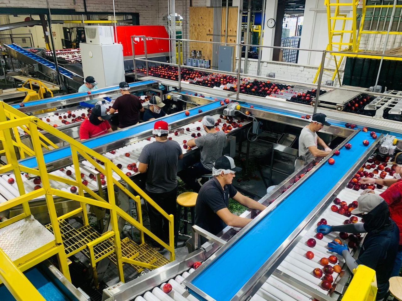 Trabalhadores organizam maçãs em esteiras de uma fábrica de processamento de alimentos.